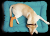 Boulevard Animal Hospital Avatar